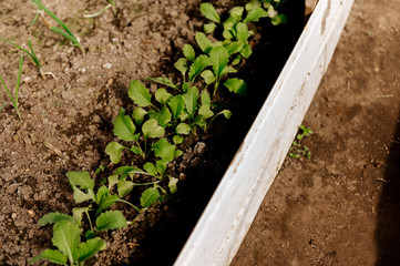 Greens growing in the garden greenhouse, lettuce, onions, radinsky, seedlings of vegetables.
