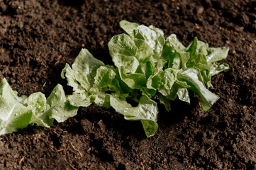 Greens growing in the garden greenhouse, lettuce, onions, radinsky, seedlings of vegetables.