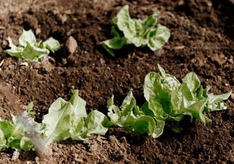 Greens growing in the garden greenhouse, lettuce, onions, radinsky, seedlings of vegetables.