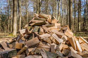 cut beech wood logs in a pile in the forest