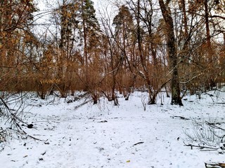 snowy winter forest in cloudy day