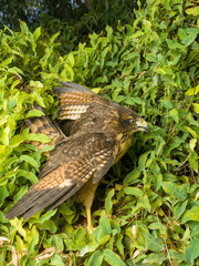 The variable hawk (Geranoaetus polyosoma) is a polymorphic species of bird of pre