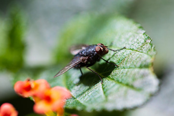 Close up macro shot housefly on leaf