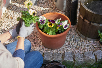 Woman planting flowers violas in her sunny backyard in a plant pot with flowerpot earth kneeling next to pebbles and wearing gardening gloves