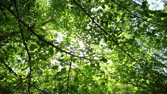 Panoramic view of fresh green summer foliage of old huge trees growing in forest. Soft sun light transparenting through beautiful branches.