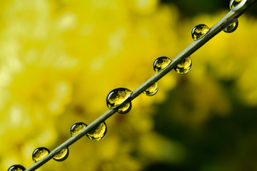Gentle reflection in the water droplets macro photo