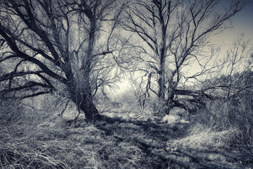 Leafless trees in wetlands. Black and white picture.