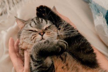 cute Scottish cat resting at home on a blanket