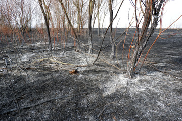 Nature burnt after a wildfire, burnt forest and grass natural disaster image. Save nature, protect Earth, keep forests, climate change, global warming deforestation concept
