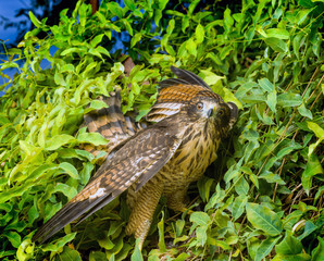 The variable hawk (Geranoaetus polyosoma) is a polymorphic species of bird of pre