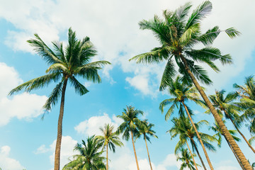 Obraz premium Tropical palm tree with sun light on blue sky. Summer vacation and nature travel adventure concept. Coconut palm trees .