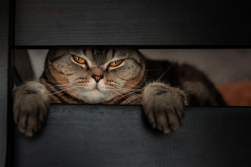 a Scottish cat peeks out of a crack