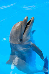 happy smiling bottlenose dolphin playing in blue water in sea. © skvalval