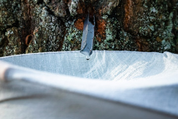 Close up of birch sap dripping into a bucket. Collecting silver birch juice in nature. Rural...