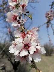 almond blossoms in spring in the garden