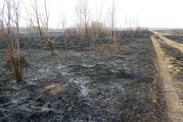 Country road through a burnt forest and grass wildfire image. Save the Earth, preserve forests, keep nature, protect trees, climate change, deforestation and global warming concept