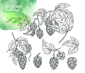 Sketch of hop plant with leaves and hop cones in engraving style. 