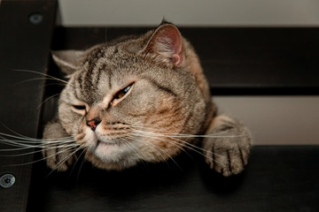 a Scottish cat peeks out of a crack