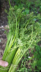 Fototapeta premium Harvesting fern in the forest. Salting in a steel container. Old Russian recipe (Siberia)