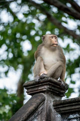 MonKey Primate Temple