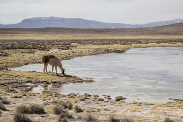 walking 4000 meters in the salt lake with friends