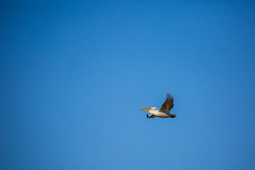 Amazingly beautiful big Dalmatian single pelican flying with big span of wings. Clear winter blus sky over Porto Lagos, Northern Greece. Picturesque frozen moment of Nature