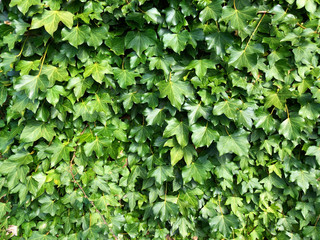 Green Fresh Ivy Leaves background