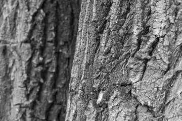 Closeup of tree bark texture with cracks, black and white photo.