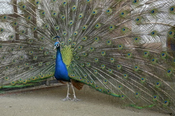 Obraz premium Peacock walking in a garden in Prague