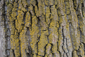 Closeup of tree bark texture in cracks and with green moss.