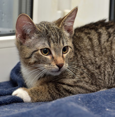 sad tabby kitten in shelter