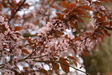 Cherry trees blossom, pink flowers in spring
