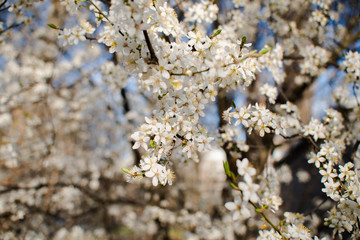 .flowering tree cherry plum spring nectar pollen blossoms tree fruit white flowers
