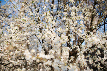 .flowering tree cherry plum spring nectar pollen blossoms tree fruit white flowers