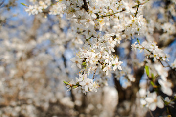 .flowering tree cherry plum spring nectar pollen blossoms tree fruit white flowers
