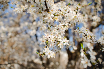.flowering tree cherry plum spring nectar pollen blossoms tree fruit white flowers