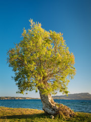 Green tree on sea coast in summer day under blue sky on island Milos in Greece