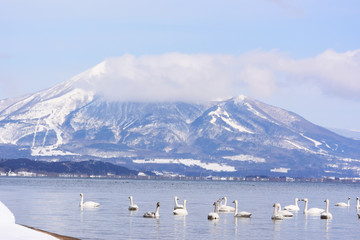 会津磐梯山を背景に猪苗代湖に浮かぶ白鳥たちの群れを撮影