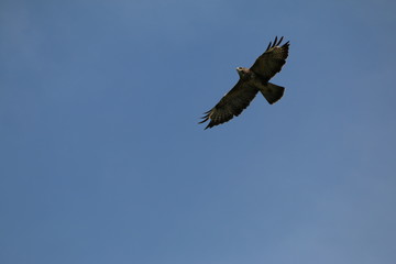 common buzzard is looking for food