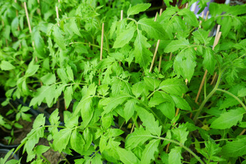 Tomato plants in the early stages of growth..Young plants are grown in the house