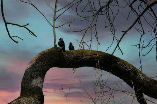 Baby Crow with its mum sitting on a moss covered branch with beautiful sky admiring the view