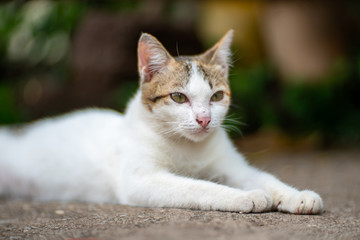 Naklejka na ściany i meble Portrait of white cat lay on the floor, close up Thai cat