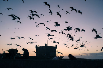Siluetas de gaviotas volando al atardecer en Essaouira