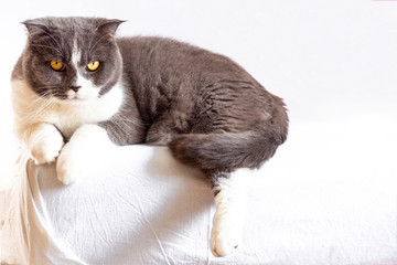 A beautiful, sullen, grey-and-white Scottish fold-eared Shorthair cat lies on a white sofa, one paw dangling, and looks at the camera. The concept of advertising with a cat for food, toilet filler.