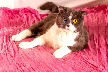 A young, surprised, beautiful, gray-and-white Scottish lop-eared Shorthair cat lies on a pink blanket. A domestic cat with a funny face, looks with large, pitying eyes and asks for a delicious meal.