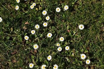 Bellis © ernstboese