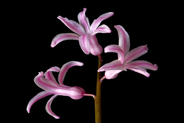 Pink hyacinth flower isolated on black background. Ornamental flowering plant in closeup macro photography.
