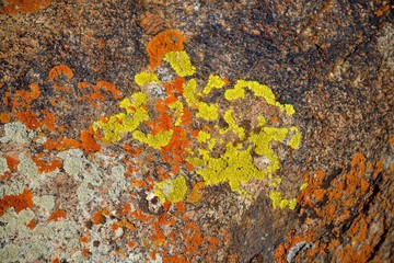 Abstract drawing of lichen on a stone