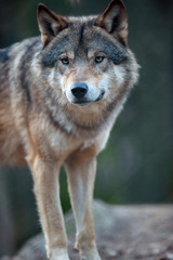 Naklejka na ściany i meble Wolf in a forest. Looking towards camera.