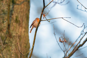 A robin red breast bird perched on a tree branch.